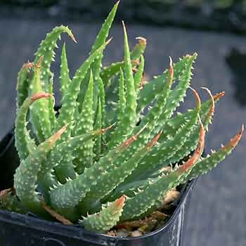 ワ*ス様 アロエハイブリッド Amazon.co.jp: 白磁盃×帝王錦 アロエハイブリッド Aloe hybrid A